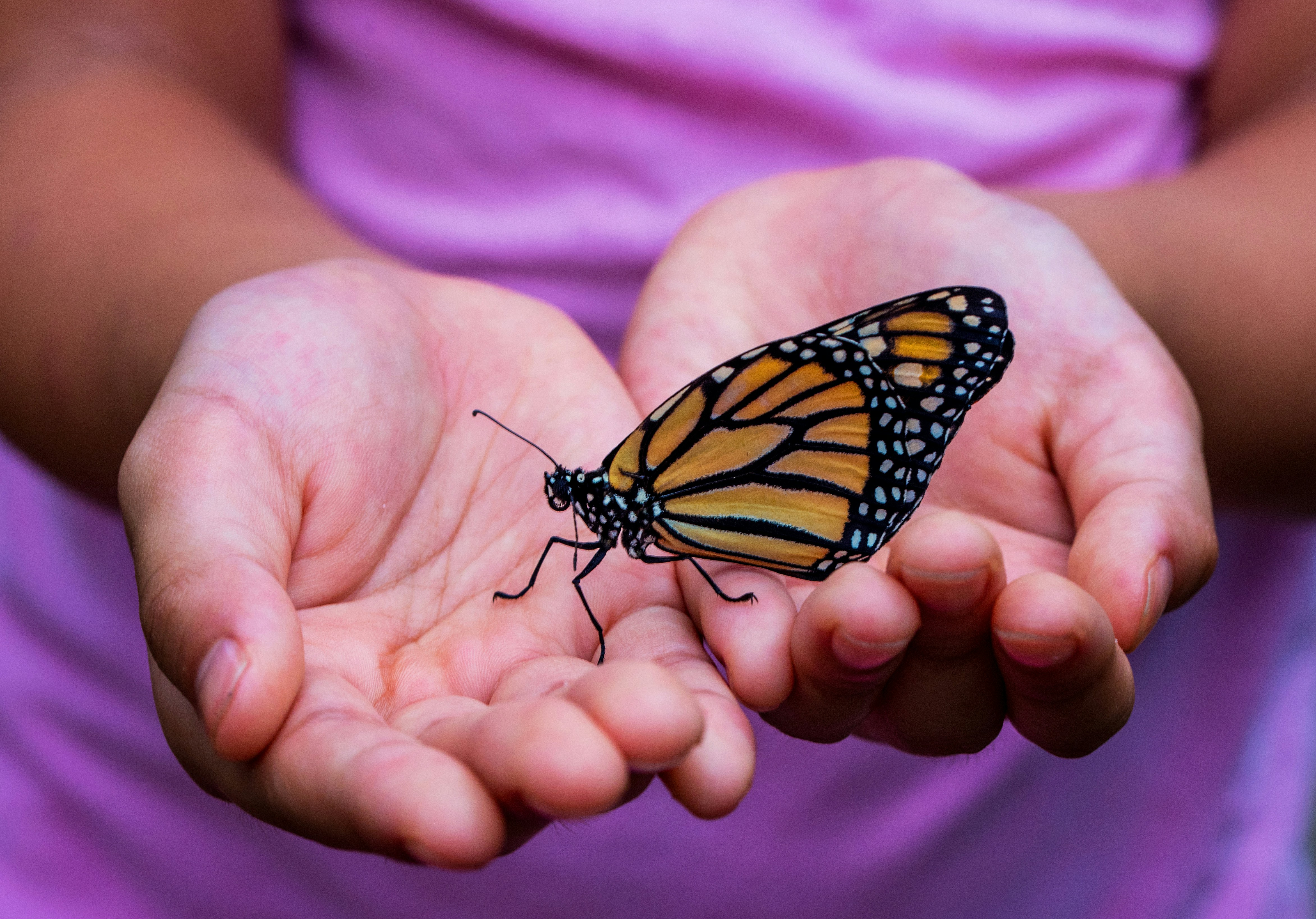 Child wearing purple shirt and hold monarch butterfly.