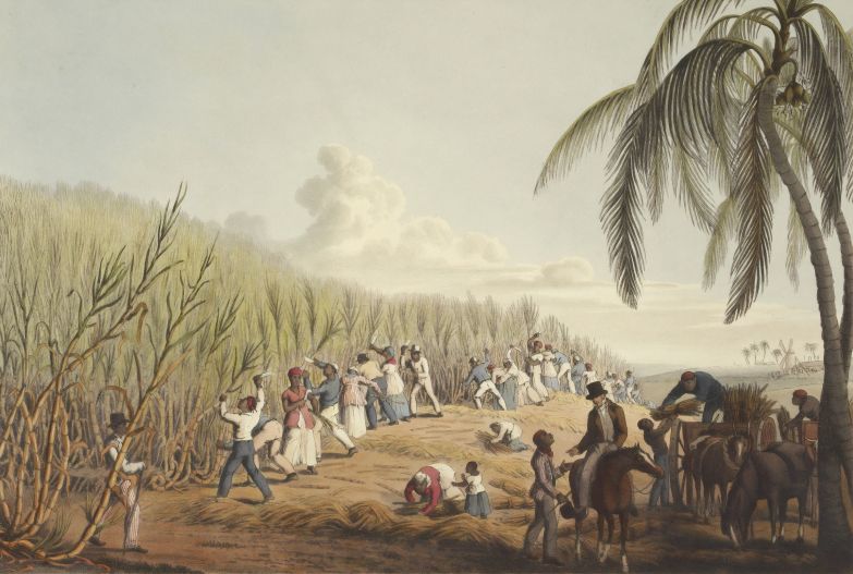 British Library 1823 illustration, sugarcane harvest