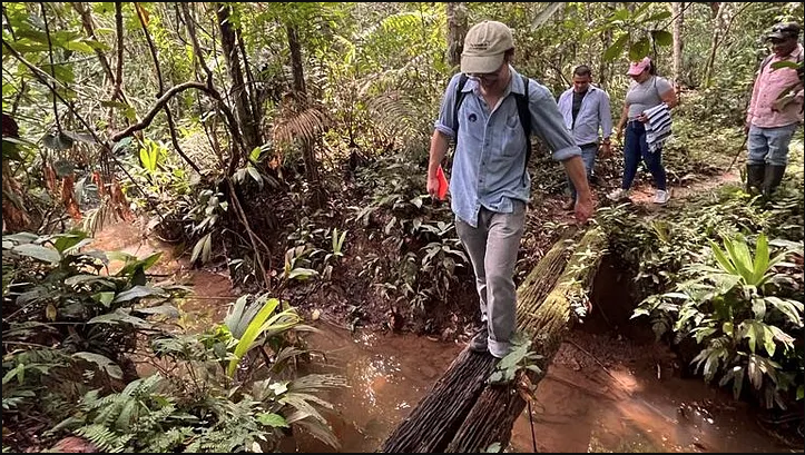 Charlie Tebbutt walks across a log at the entrance to a rubber agroforestry plot.