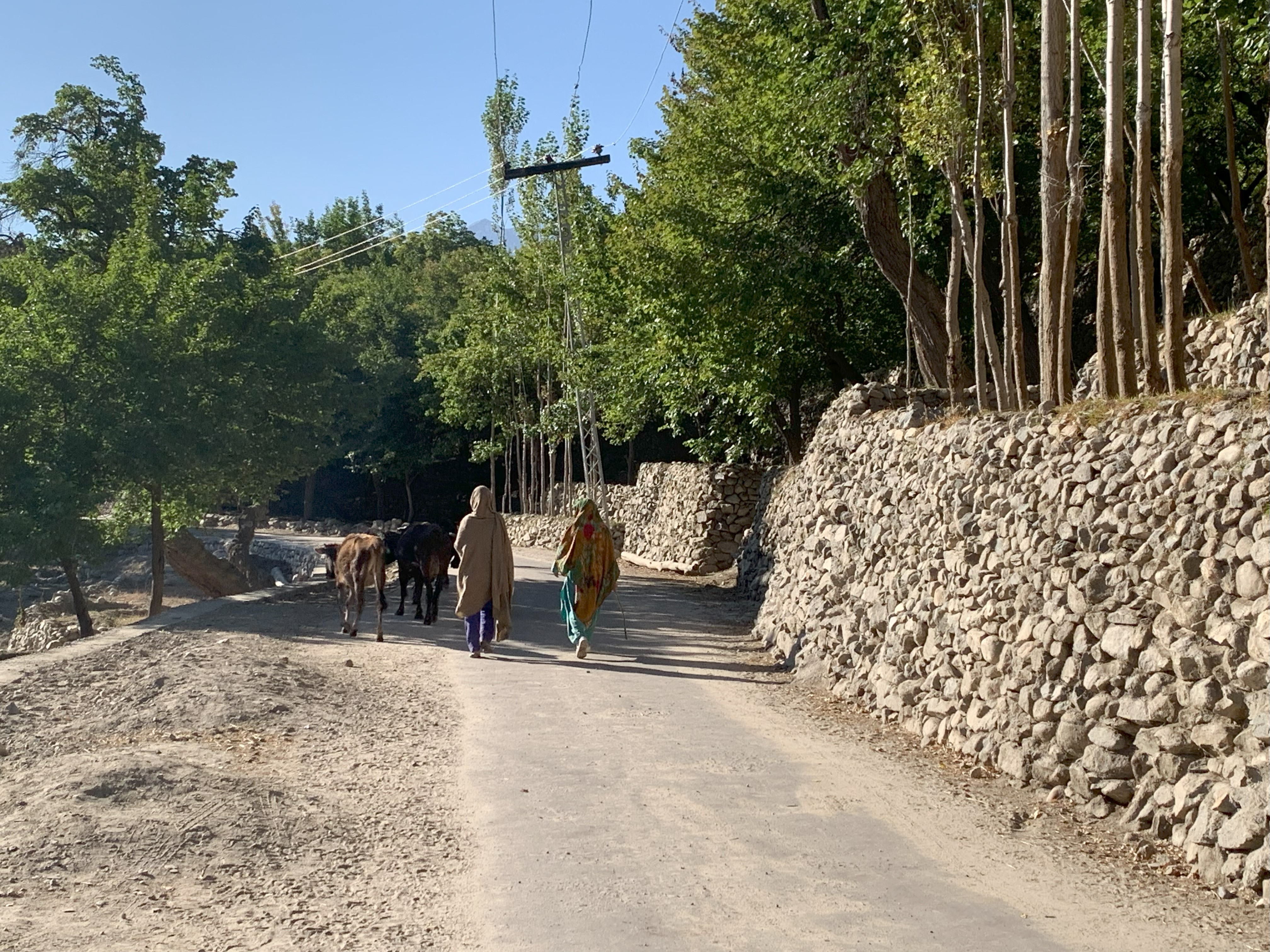 Women provide most of the labor in taking care of livestock. Location: Gilgit-Baltistan, Pakistan