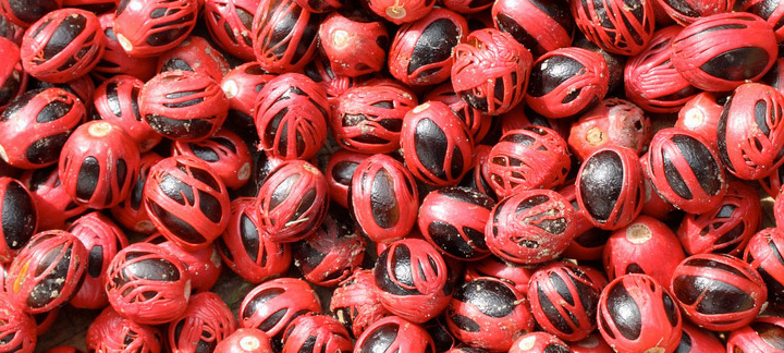 Nutmeg mace, a spice from Indonesia