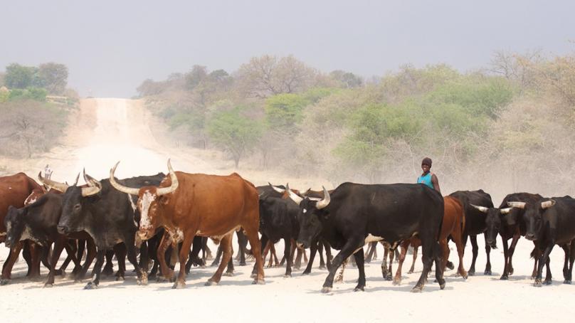 A beef cattle farmer manages his herd in the Zambezi region, Namibia.