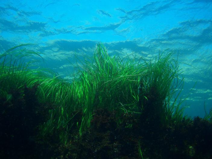 Seagrass Channel Islands, California