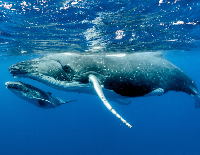 Mother and baby whale in the ocean