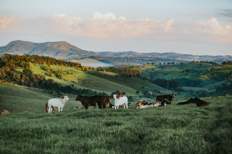 Farm in Belo Horizonte, Brazil