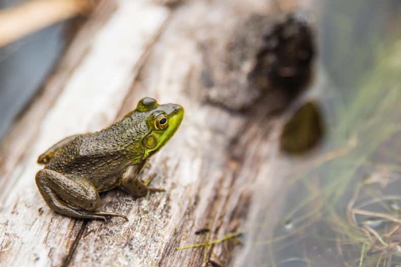 Green and brown frog on a trunk 