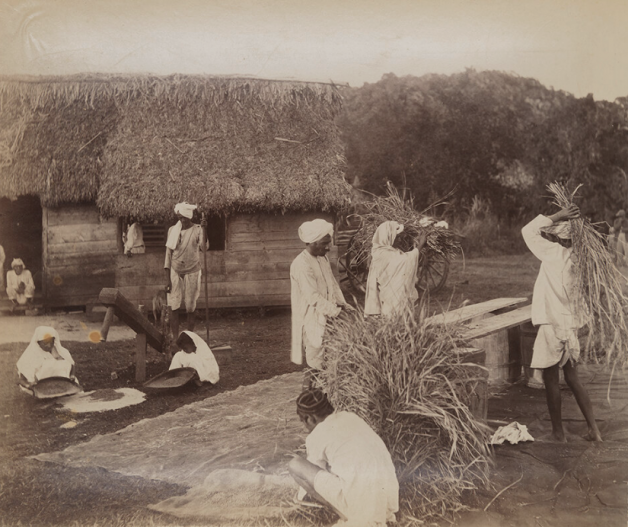 indentured laborers, 19th-century b&w photo