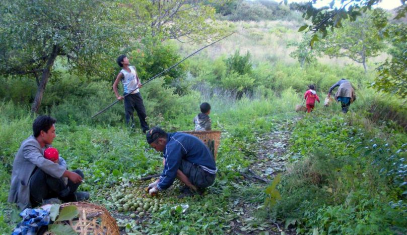 walnut crop in China, people sorting green walnuts