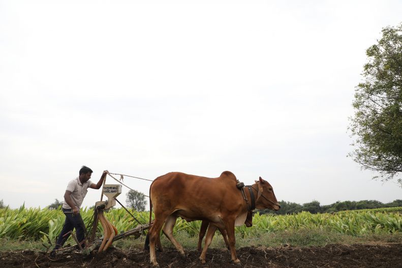 farmers in india pushing a cow 