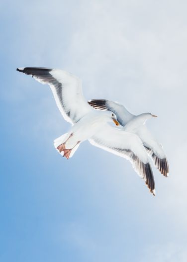 pair of birds in flight