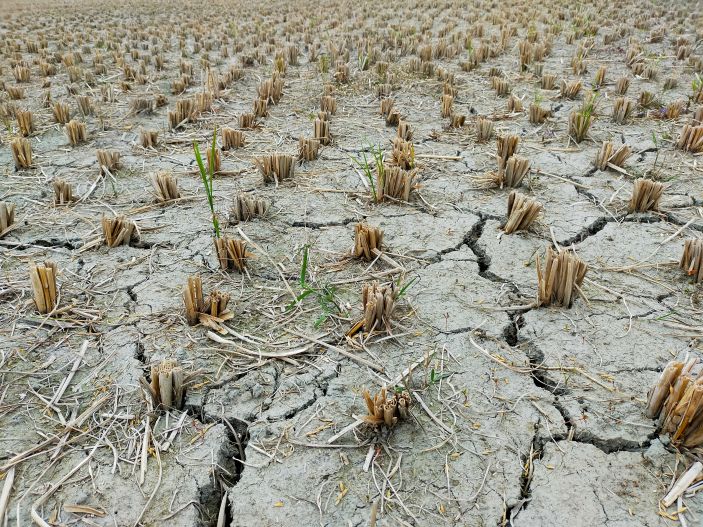 Dead crops in dry, cracked ground