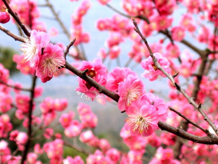 pink plum blossoms