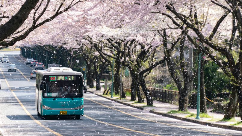 Cherry blossoms snow over a street and a bus in South Korea 