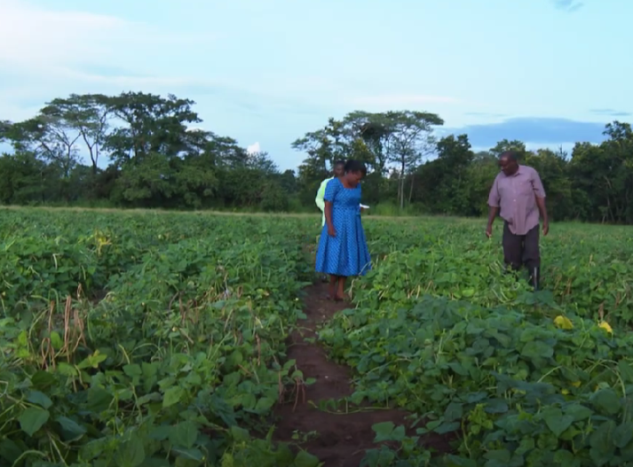 Zimbabwe farmers in field of growing crops
