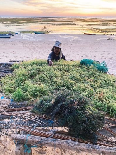 Seaweed climate mitigation woman in SE Asia on beach
