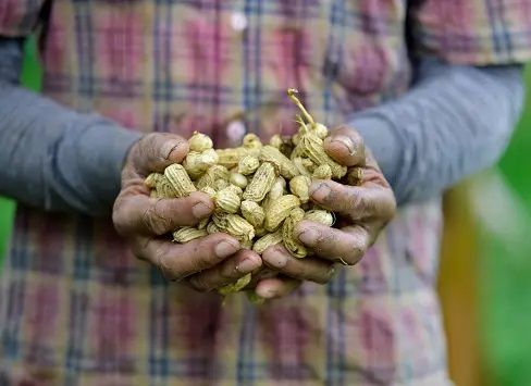 farm worker holding handful of harvested peanuts