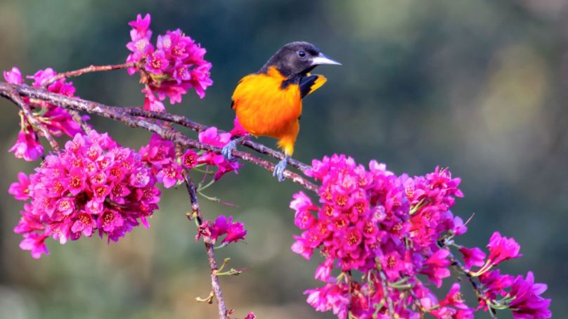 Baltimore Oriole bird stands on a branch of pink florals.