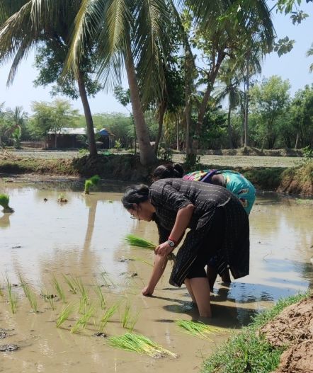 Two people planting rice seedlings in a flooded field with palm trees in the background.
