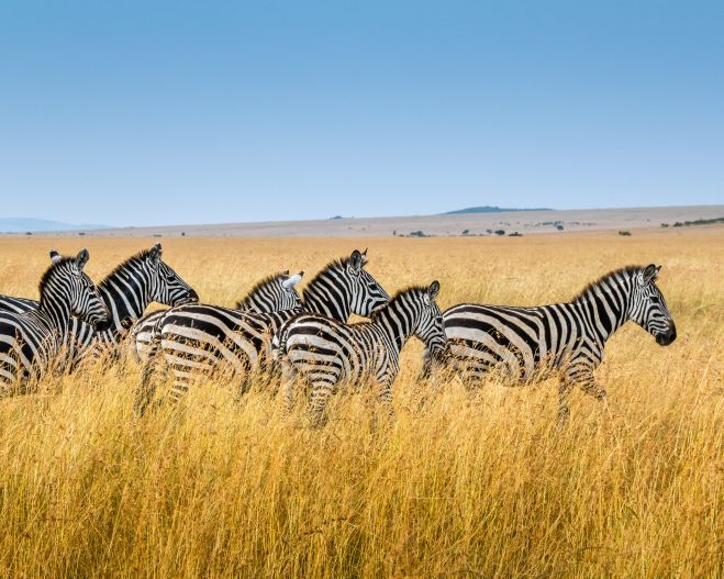 Zebras walk together in a pack through dry grasslands. 