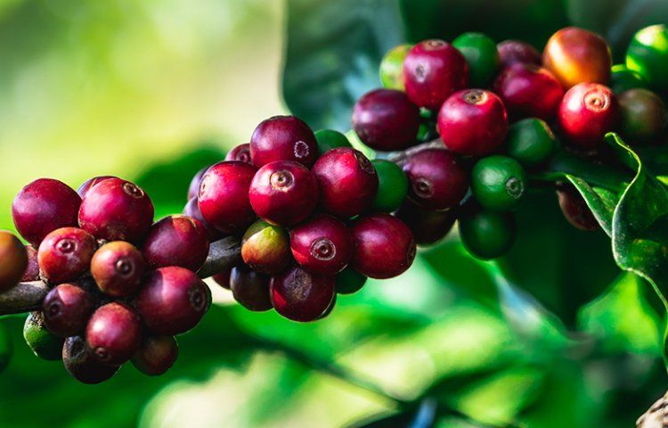 Coffee berry branch