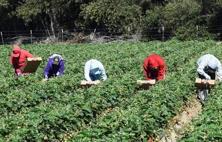 Strawberry fields with workers