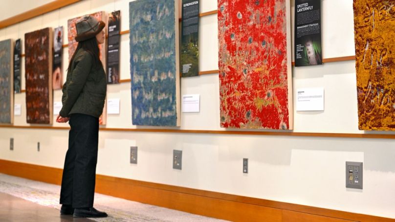 A viewer looks closely at Hovey Brock’s paintings at the “Invasive Species” exhibit at Mann Library.