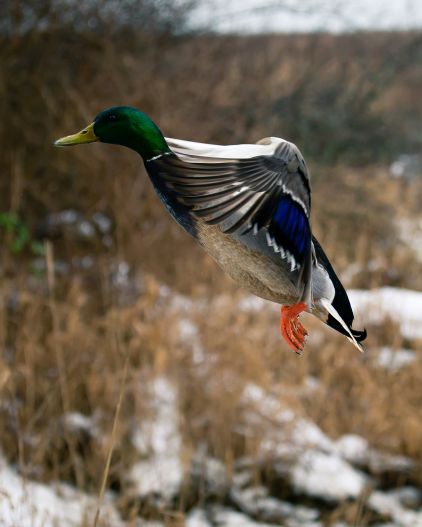 A Mallard duck flying low to the ground. 