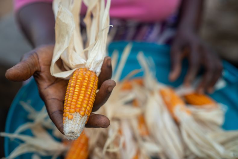 Hands shucking corn in Africa