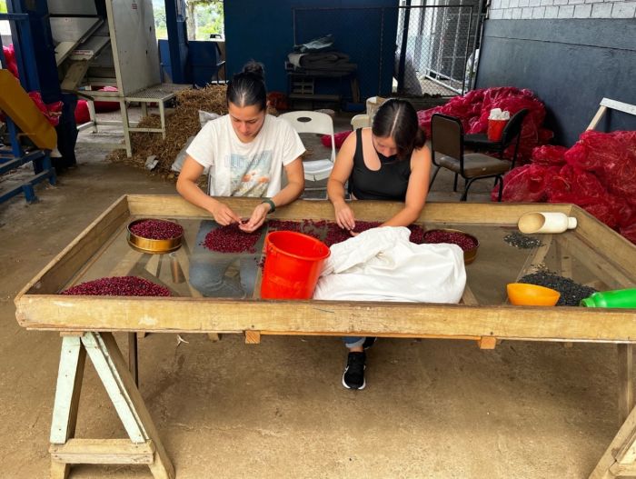 Yoselyn Hernández Chaves sorts red beans into groups based on color and brightness.