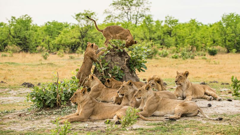 A pride of lions in Botswana