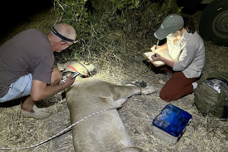 Cornell veterinary student Brenna Lashbrook, DVM '26, records data as it is collected by Roger Parry of the Victoria Falls Wildlife Trust.