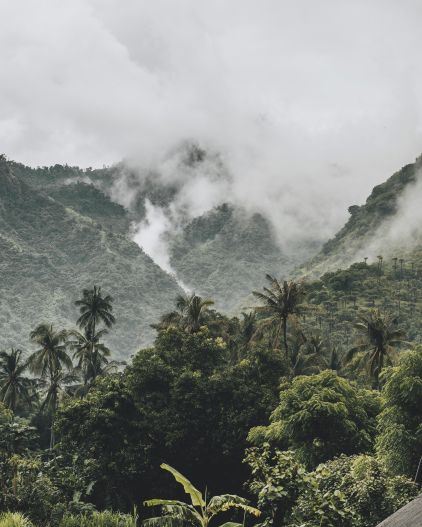 Rainforest in Bali, Indonesia