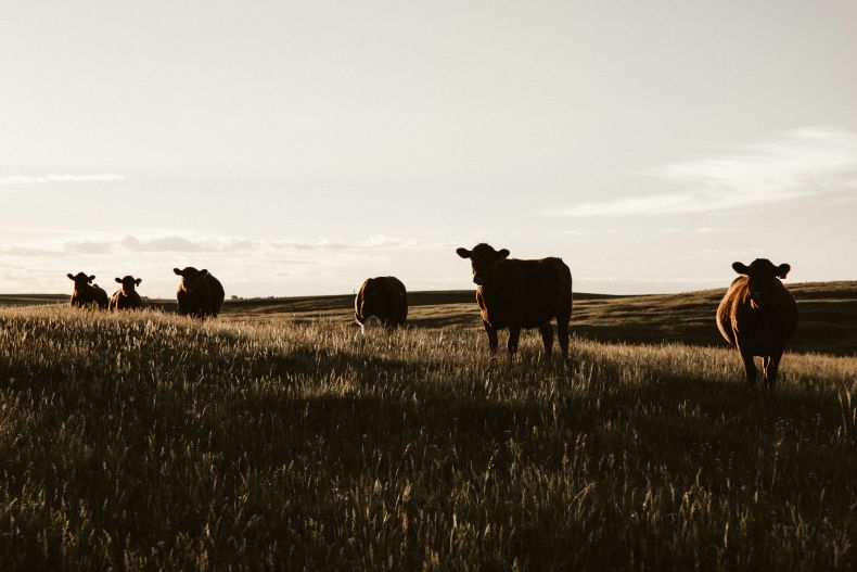 Beef cattle in field