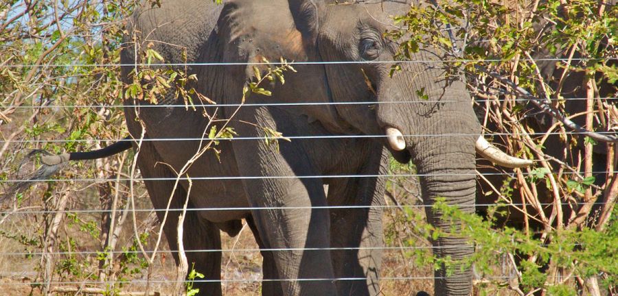 Elephants stand behind a wire fence. 