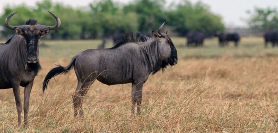 Wildebeest in the Kavango Zambezi Transfrontier Conservation Area