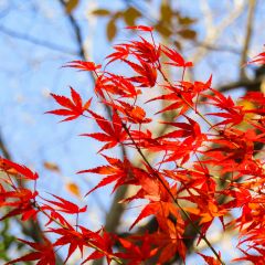 Maple Tree