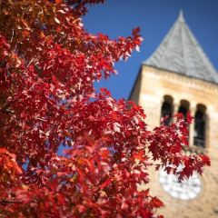 Maple tree by McGraw Tower