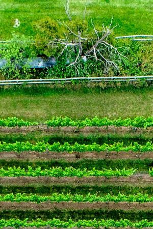 Tea plantation green crops in rows