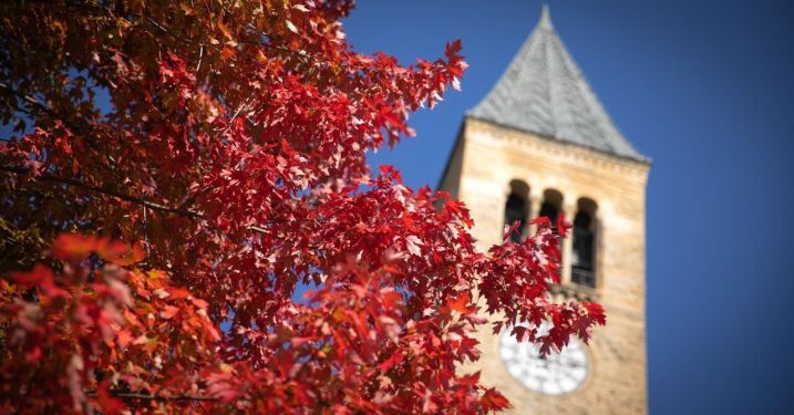 Maple tree by McGraw Tower