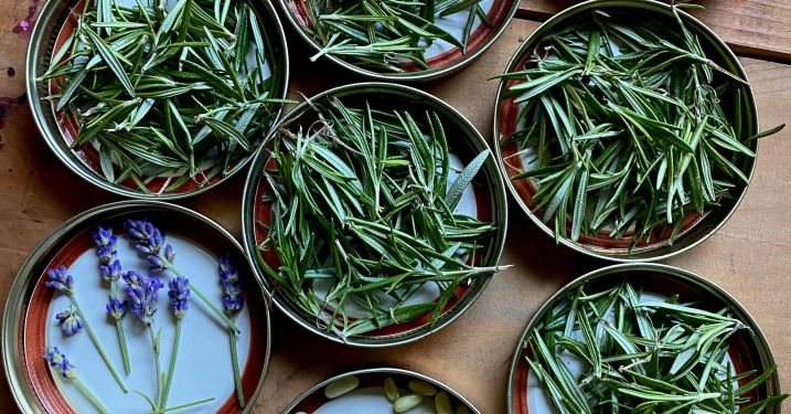 Medicinal herbs 