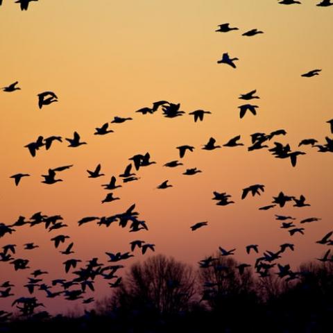 Flock of birds in the sunset