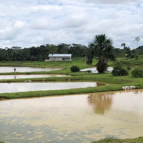Aquaculture ponds near Iquitos, Peru. July 2022.