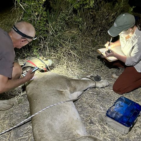 Cornell veterinary student Brenna Lashbrook, DVM '26, records data as it is collected by Roger Parry of the Victoria Falls Wildlife Trust.