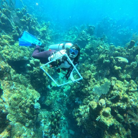 Alexis Anderson scuba dives off the coast of Honduras to get a closer look at coral.