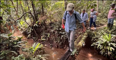 Charlie Tebbutt walks across a log at the entrance to a rubber agroforestry plot.